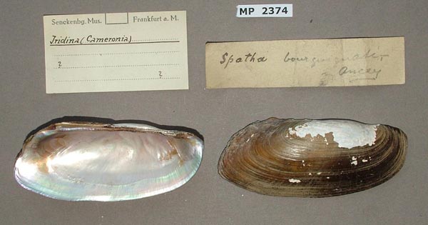 specimen