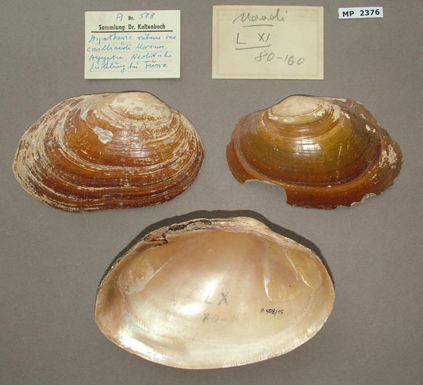 specimen