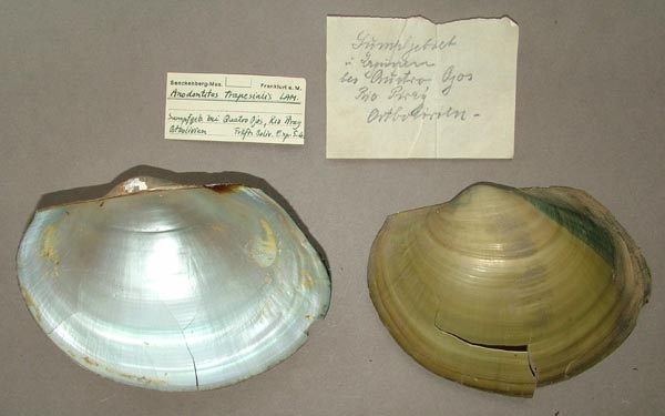 specimen