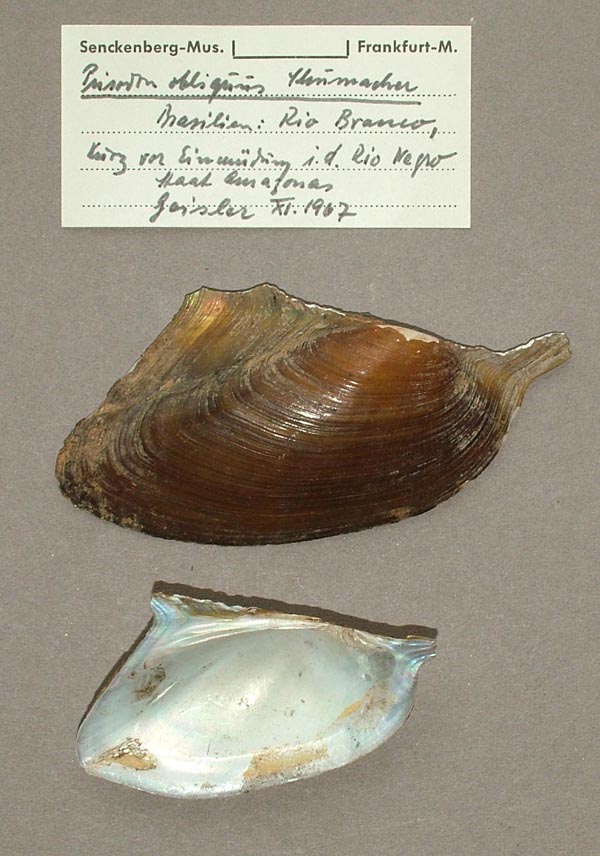 specimen