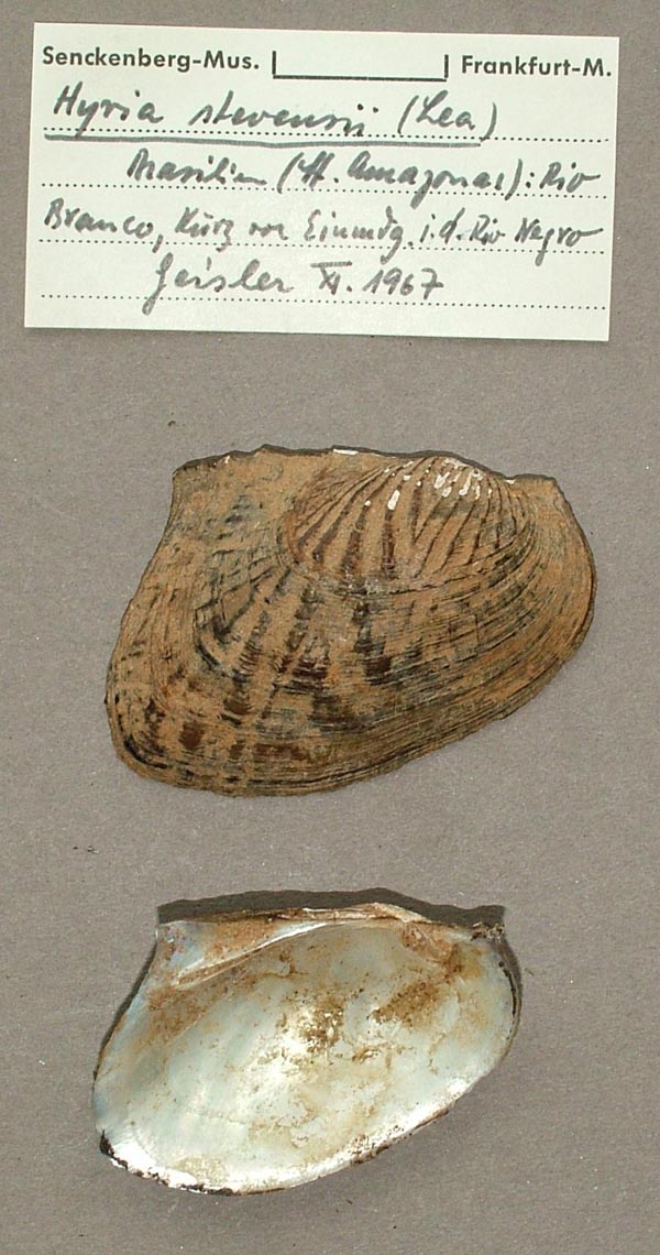 specimen