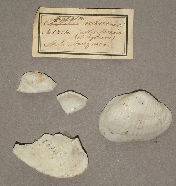 specimen