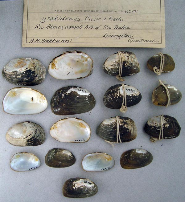 specimen