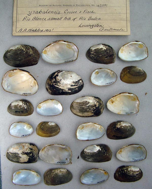 specimen