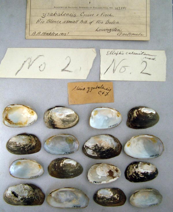 specimen