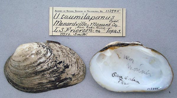 specimen