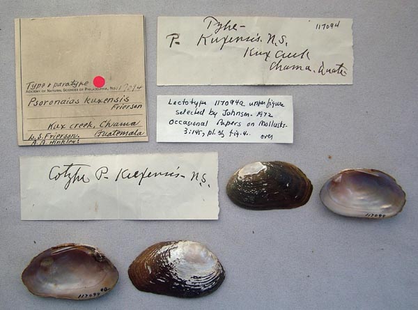 specimen