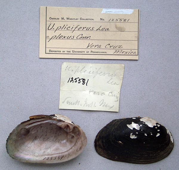 specimen