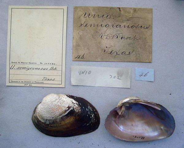 specimen