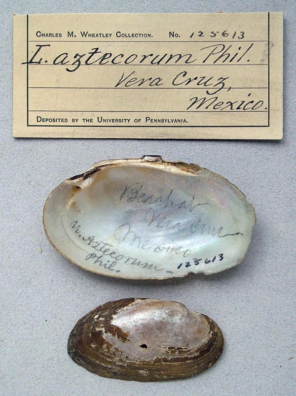 specimen