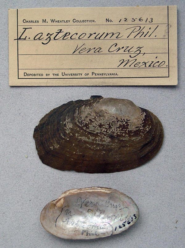specimen