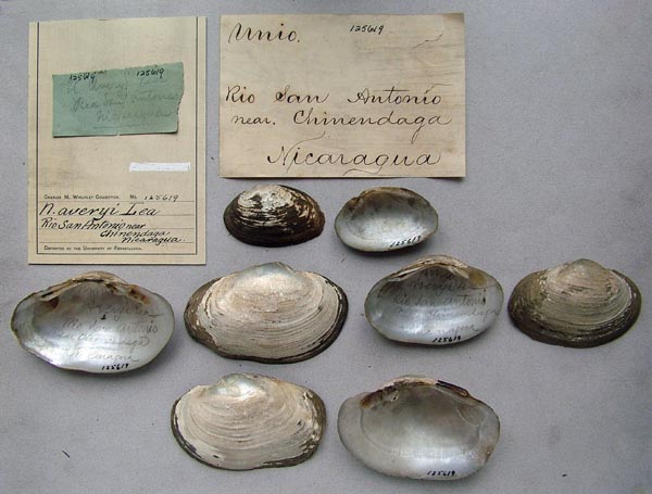 specimen