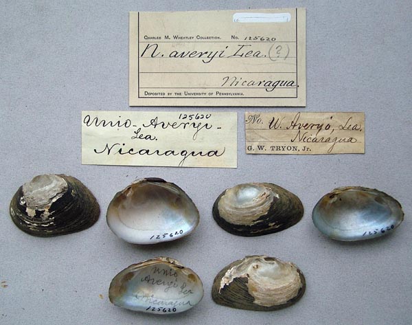 specimen