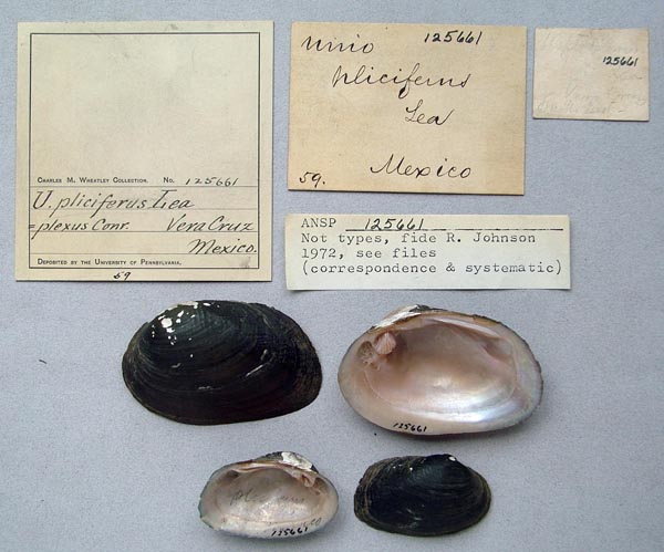 specimen