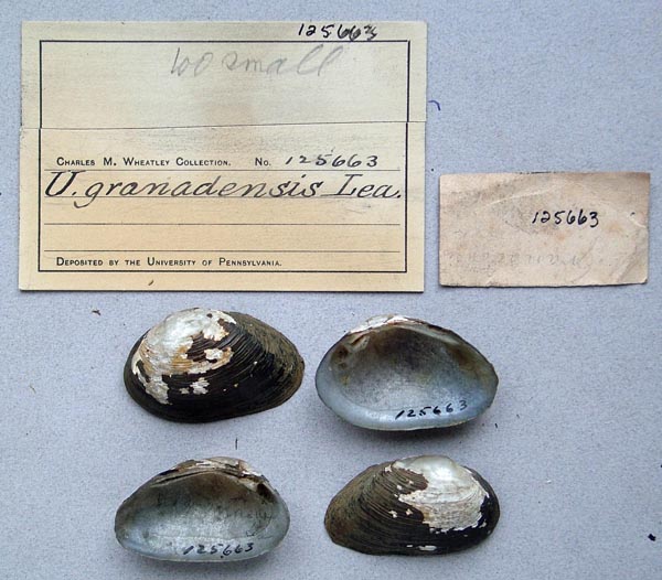 specimen