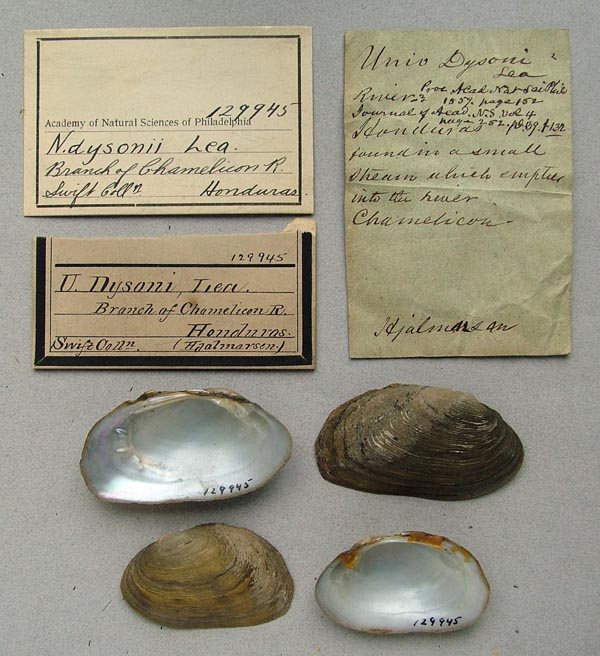 specimen