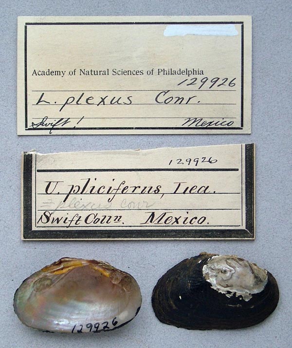 specimen