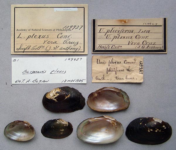 specimen