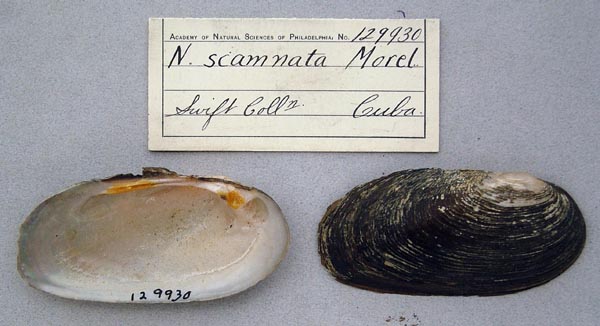 specimen