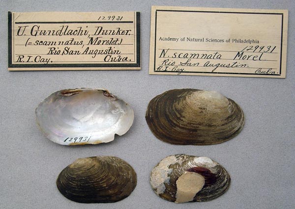specimen