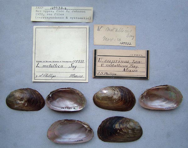 specimen