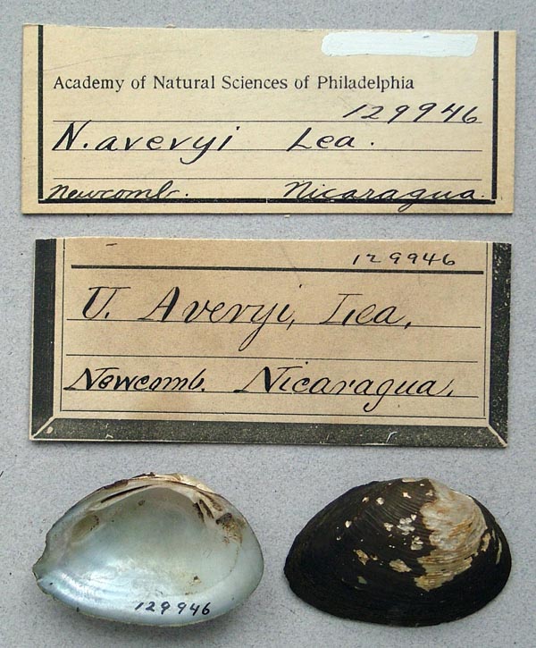 specimen