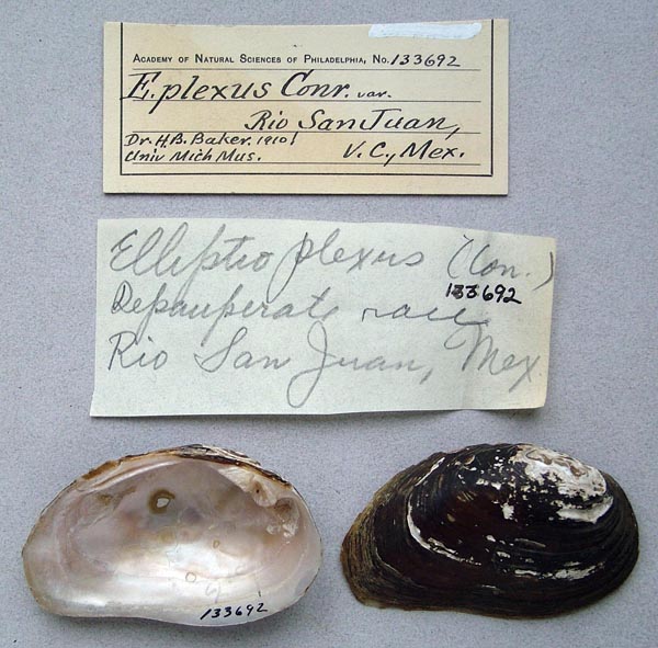 specimen
