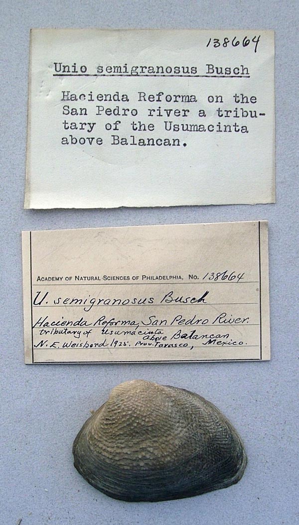 specimen