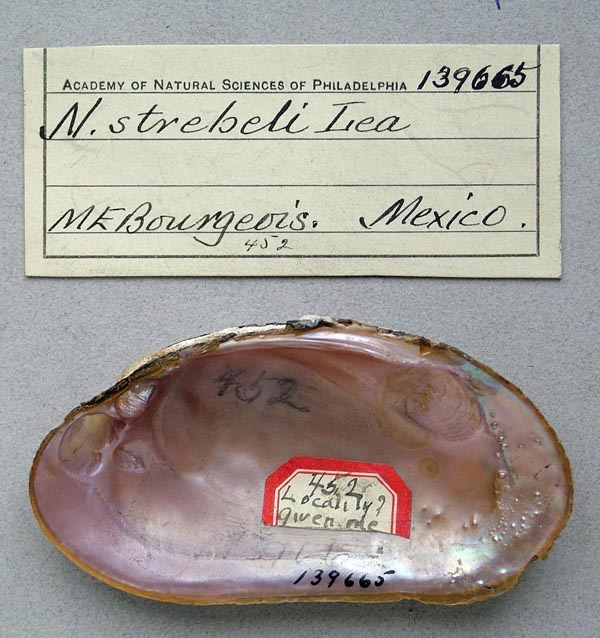 specimen