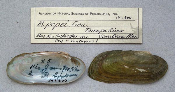 specimen