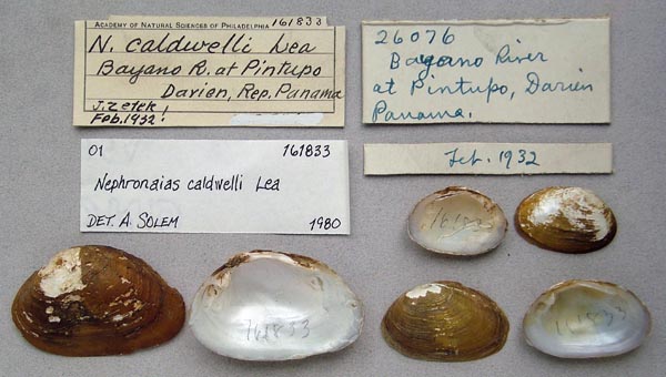 specimen