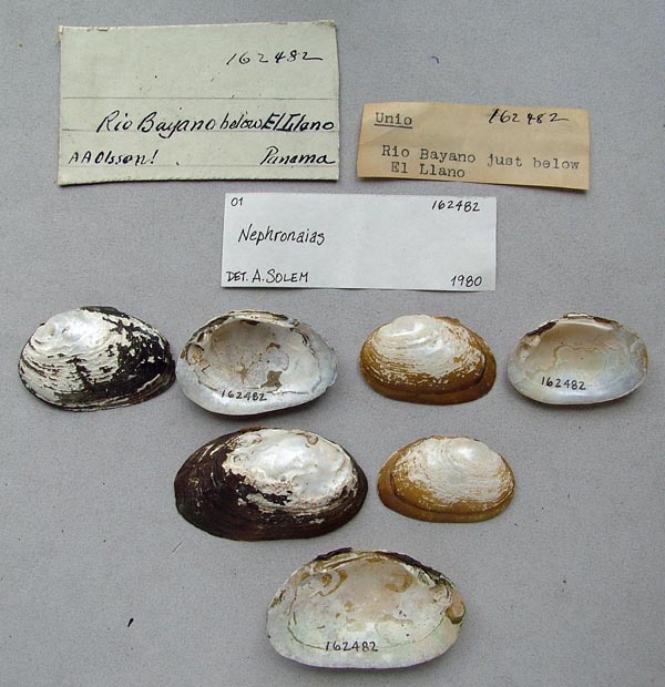 specimen