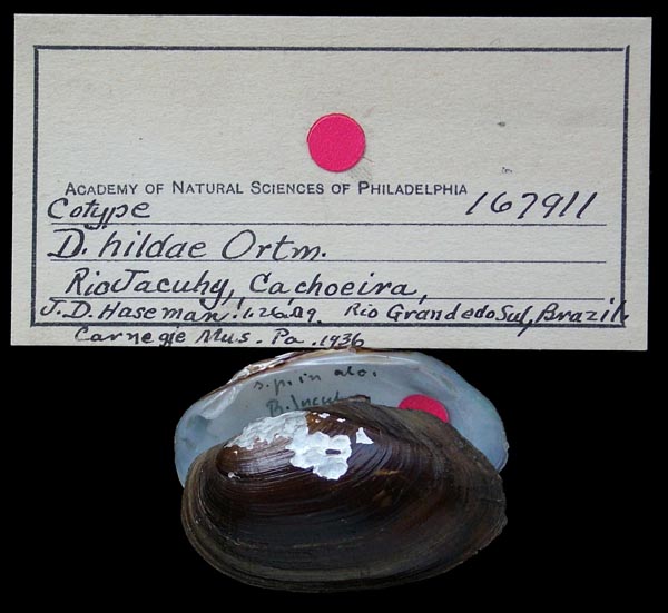 specimen