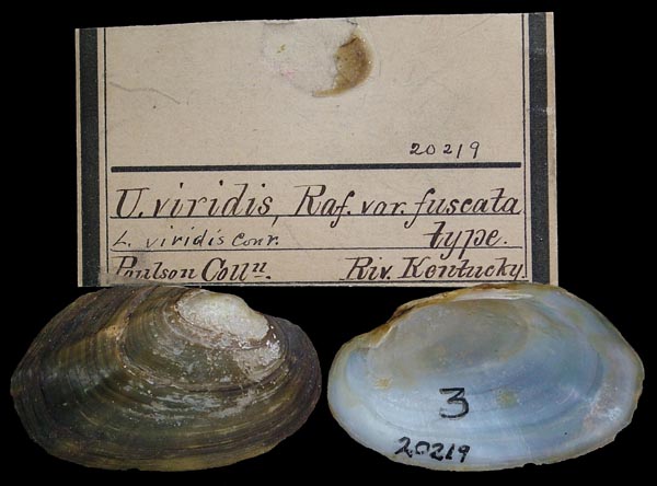 specimen