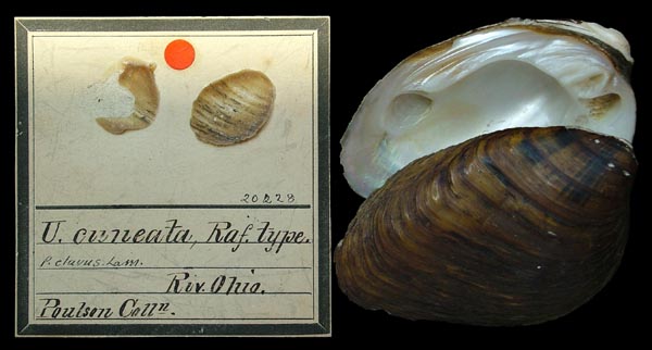 specimen