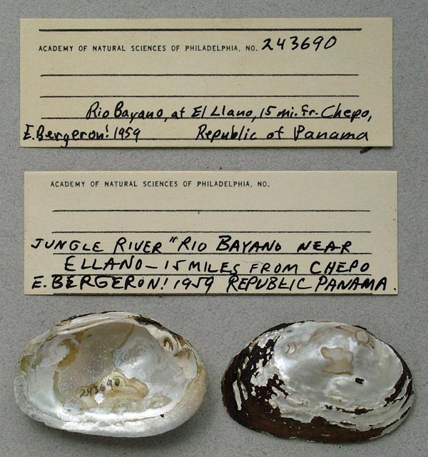 specimen