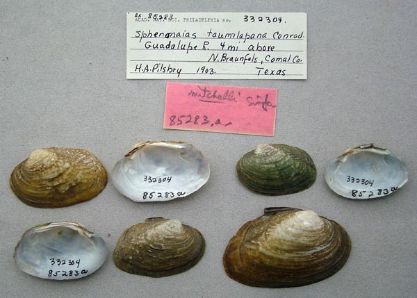 specimen