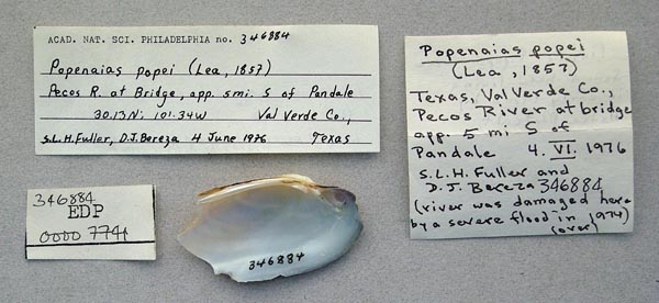 specimen
