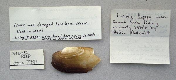 specimen