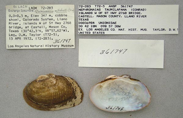 specimen