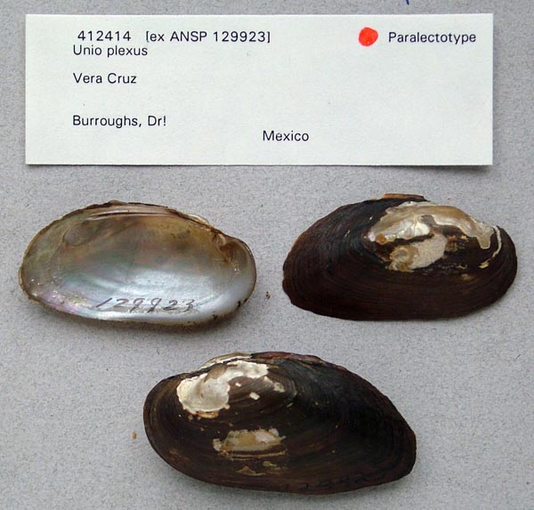specimen