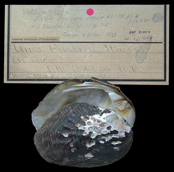 specimen