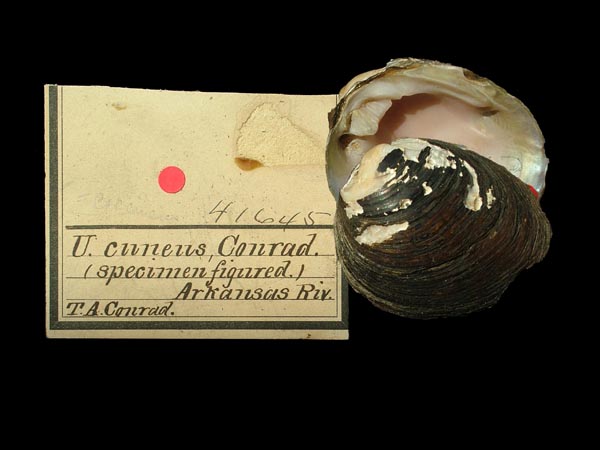 specimen