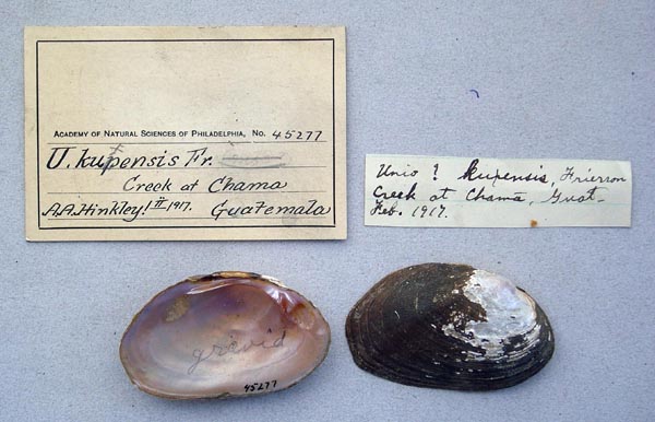specimen