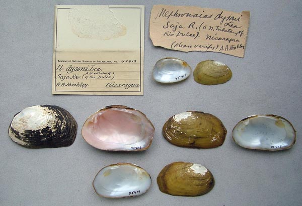 specimen