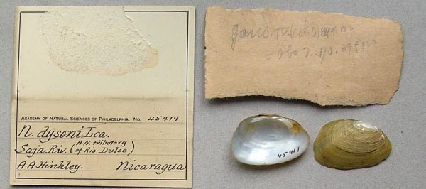 specimen