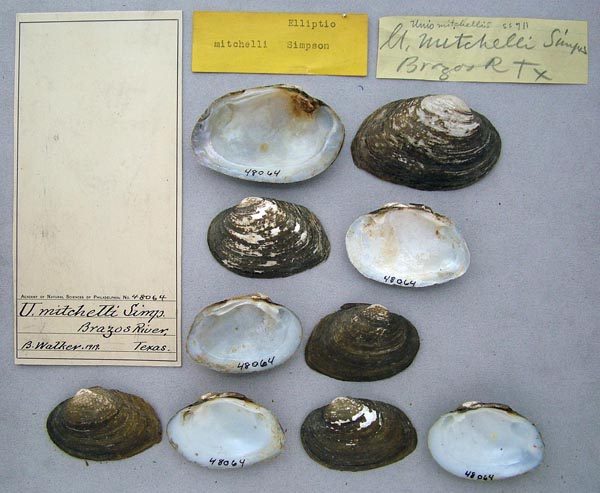 specimen