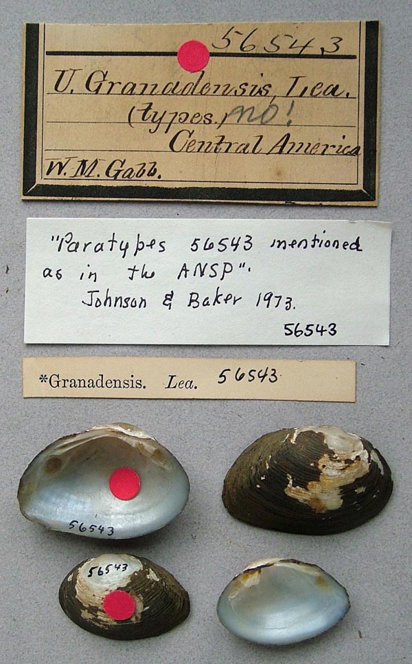 specimen