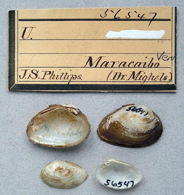 specimen