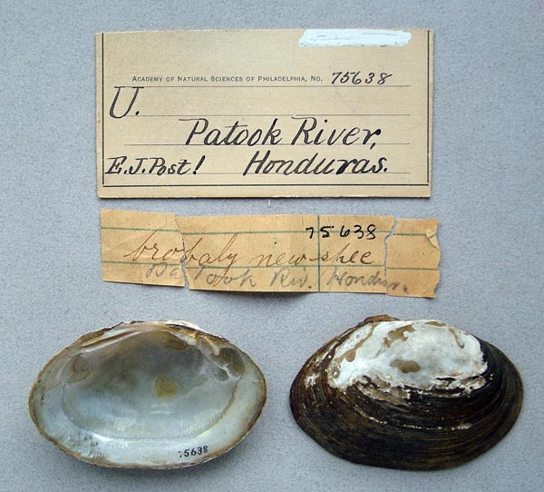 specimen